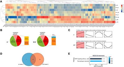 Genome-wide identification and expression analysis of WRKY family genes under soft rot in Chinese cabbage